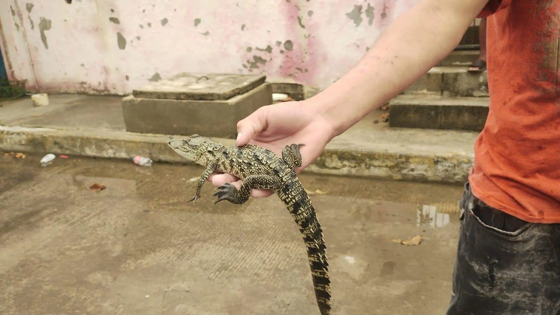 Cocodrilos invaden colonias en Tampico y Madero: Seduma y Profepa buscan soluciones